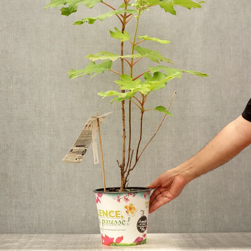 Exemplar von Eichenblatt-Hortensie Applause - Hydrangea quercifolia Topf mit 4L/5L wie im Sommer geliefert