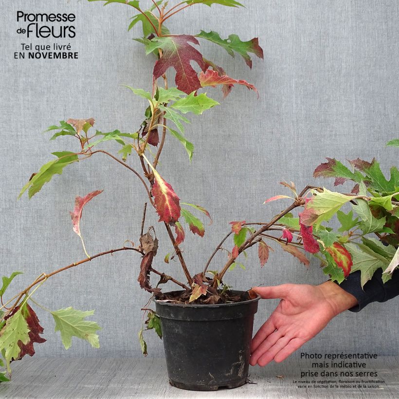 Exemplar von Eichenblatt-Hortensie Ice Crystal - Hydrangea quercifolia Topf mit 3L/4L wie im Herbst geliefert