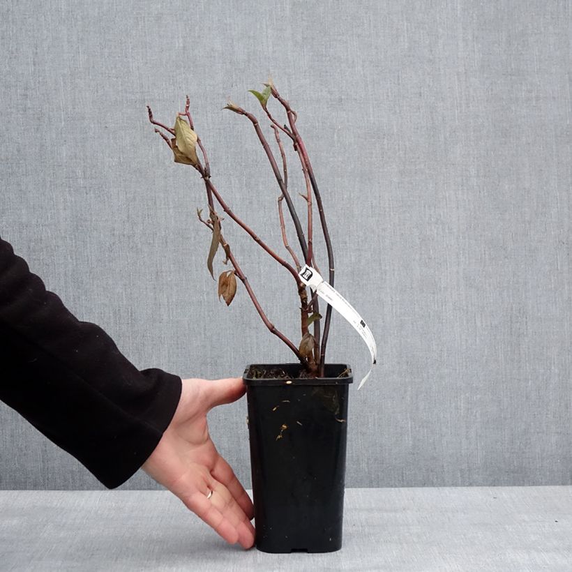 Exemplar von Hortensia - Hydrangea Renaissance Pot de 1,5L/2L wie im Winter geliefert