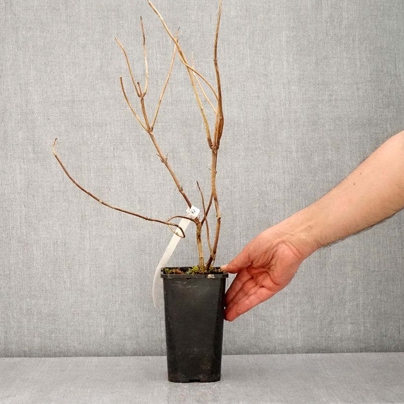 Exemplar von Hydrangea Renaissance - Hortensie Topf mit 1,5L/2L wie im Frühjahr geliefert