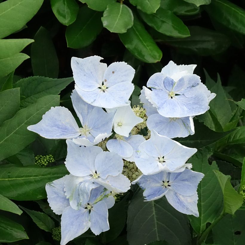 Hydrangea Renaissance - Hortensie (Blüte)