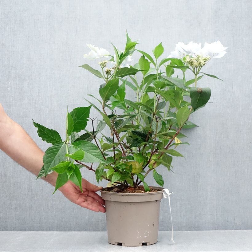 Exemplar von Hydrangea Renaissance - Hortensie Topf mit 4L/5L wie im Sommer geliefert