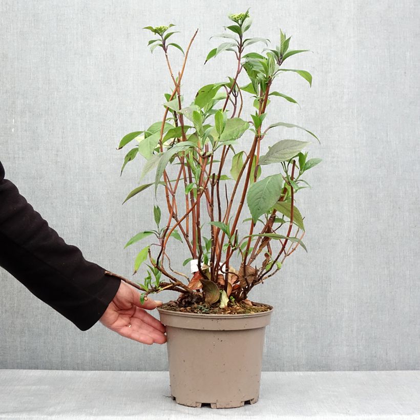 Exemplar von Hydrangea Renaissance - Hortensie Topf mit 4L/5L wie im Frühjahr geliefert