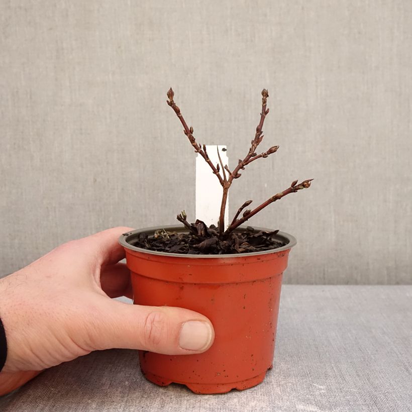 Example of Hydrangea scandens First Love - Hortensie Topf 12 cm / 13 cm as you get in hiver