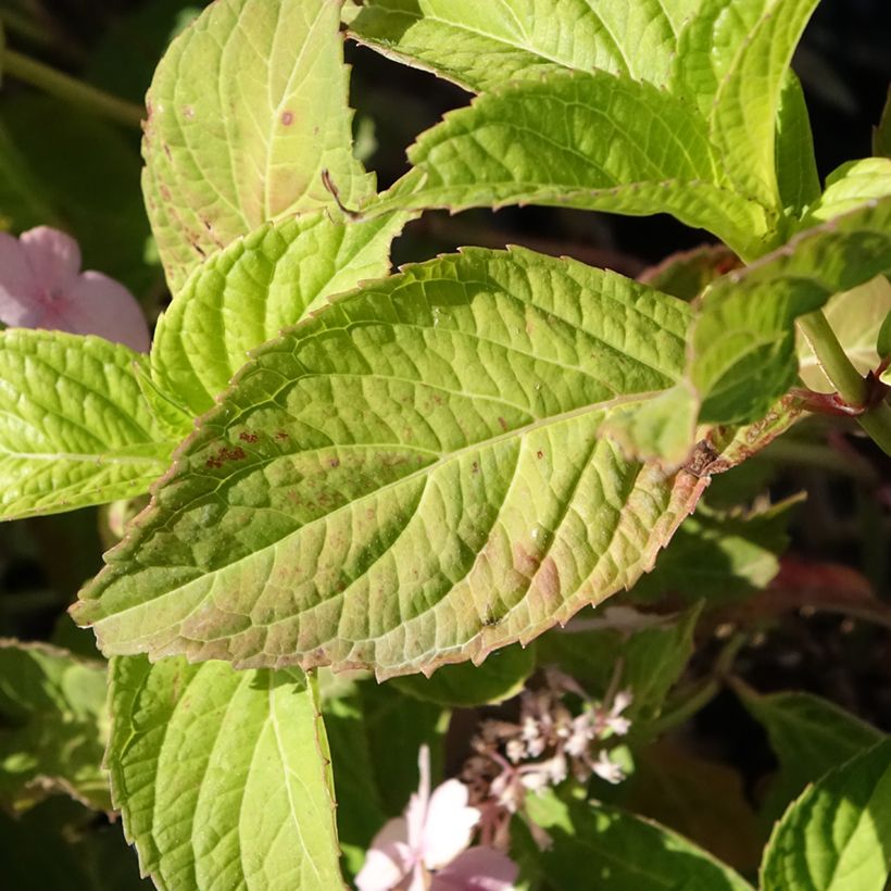 Hydrangea serrata Bleuet - Tellerhortensie (Laub)