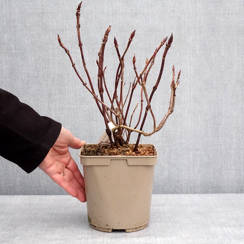 Exemplar von Hortensia - Hydrangea serrata Bleuet Pot de 3L/4L wie im Winter geliefert