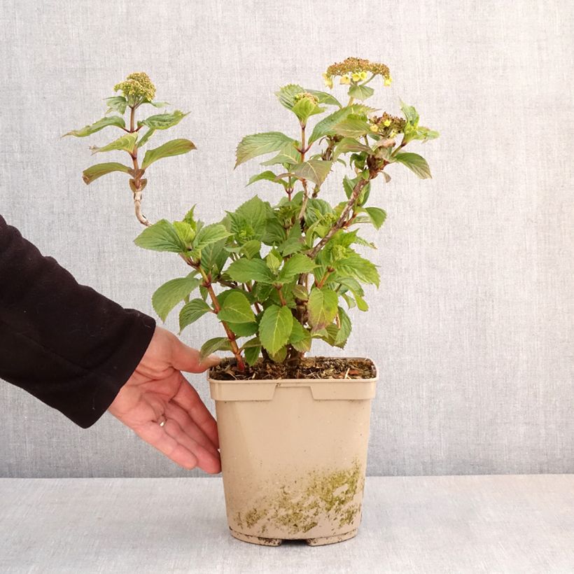 Exemplar von Hydrangea serrata Bleuet - Tellerhortensie Topf mit 3L/4L wie im Frühjahr geliefert