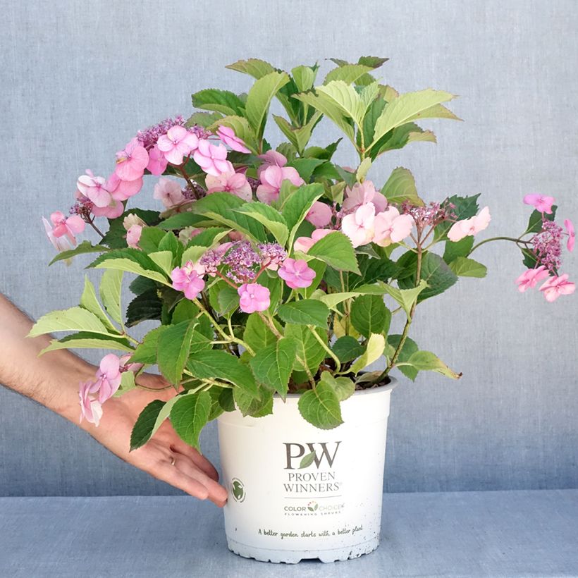 Exemplar von Hydrangea serrata Cotton Candy - Tellerhortensie Topf mit 4L/5L wie im Sommer geliefert