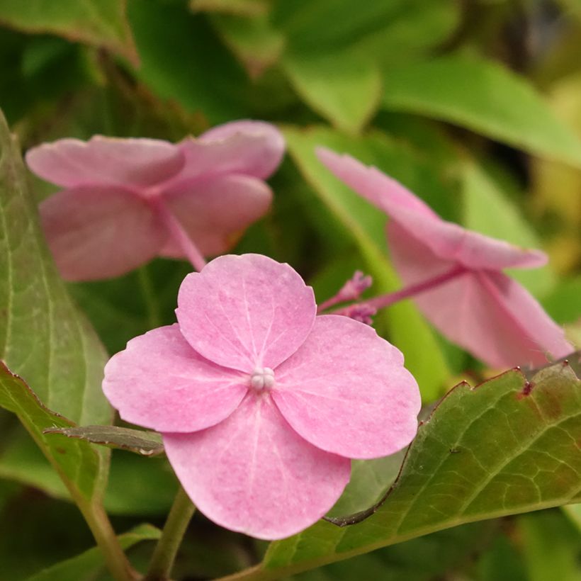 Hydrangea serrata Cotton Candy - Tellerhortensie (Blüte)