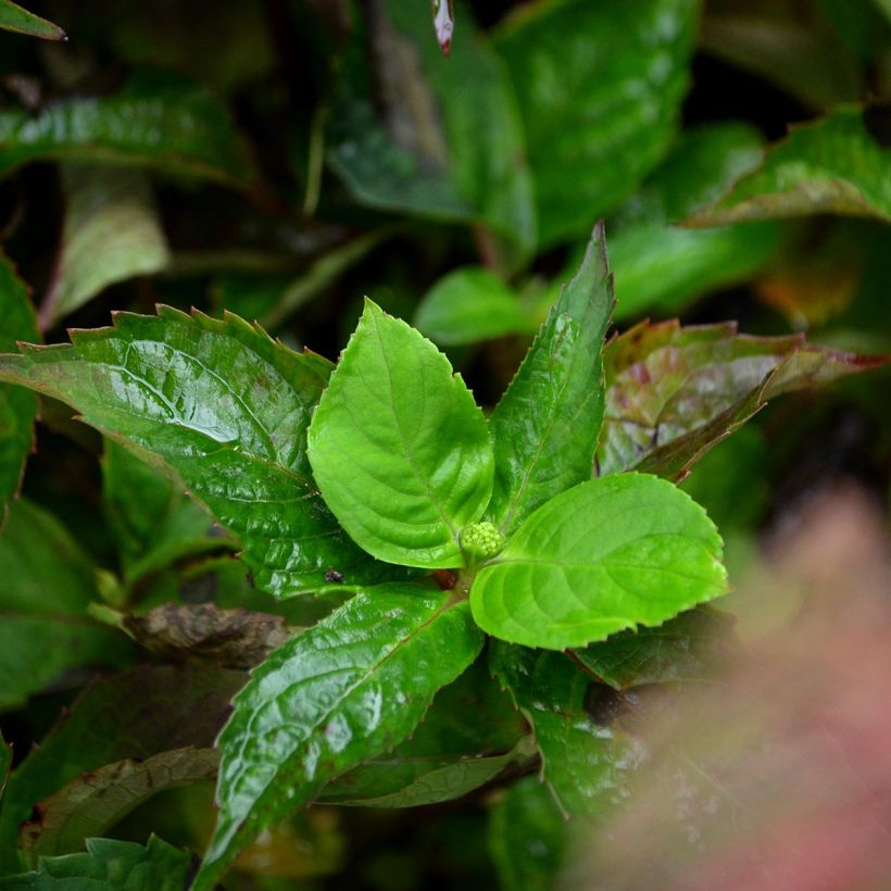 Hydrangea serrata Graciosa - Tellerhortensie (Foliage)