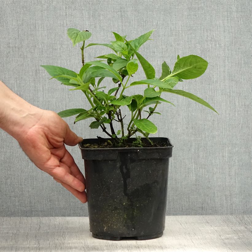 Example of Hydrangea serrata Impératrice Eugénie - Tellerhortensie Topf mit 2L/3L as you get in printemps