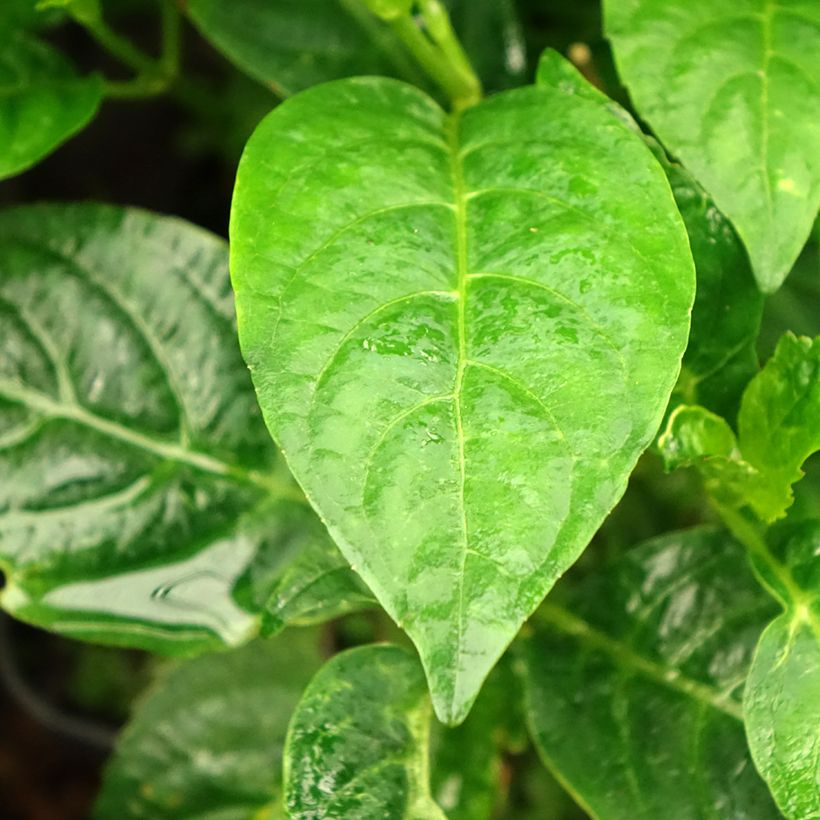 Hydrangea serrata Impératrice Eugénie - Tellerhortensie (Foliage)