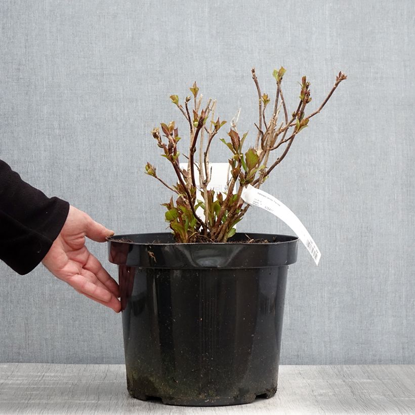 Exemplar von Hydrangea serrata Precioza - Tellerhortensie Topf mit 7,5L/10L wie im Frühjahr geliefert