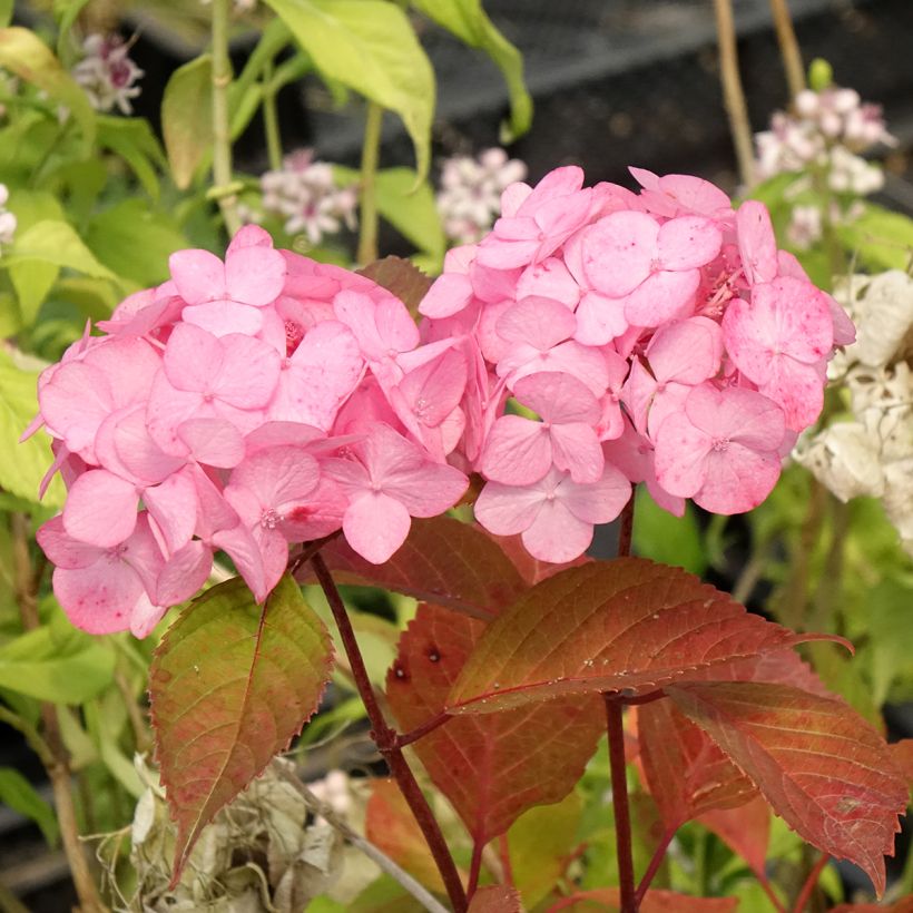 Hydrangea serrata Precioza - Tellerhortensie (Blüte)