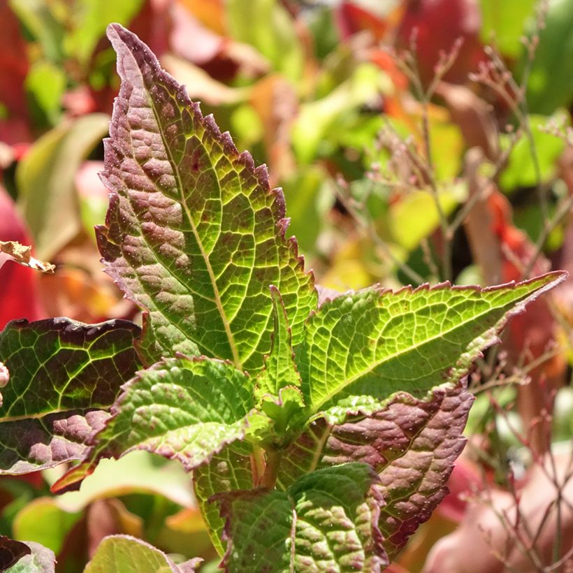 Hydrangea serrata Summer Glow - Tellerhortensie (Foliage)