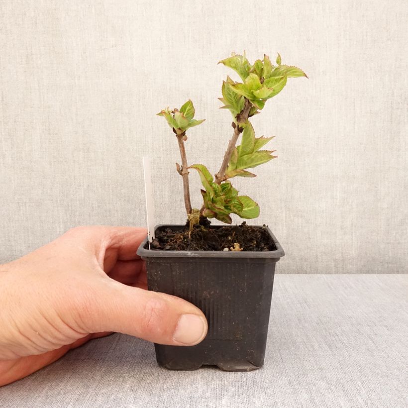 Example of Hydrangea serrata Summer Glow - Tellerhortensie Kleine Töpfe von 8/9 cm as you get in printemps