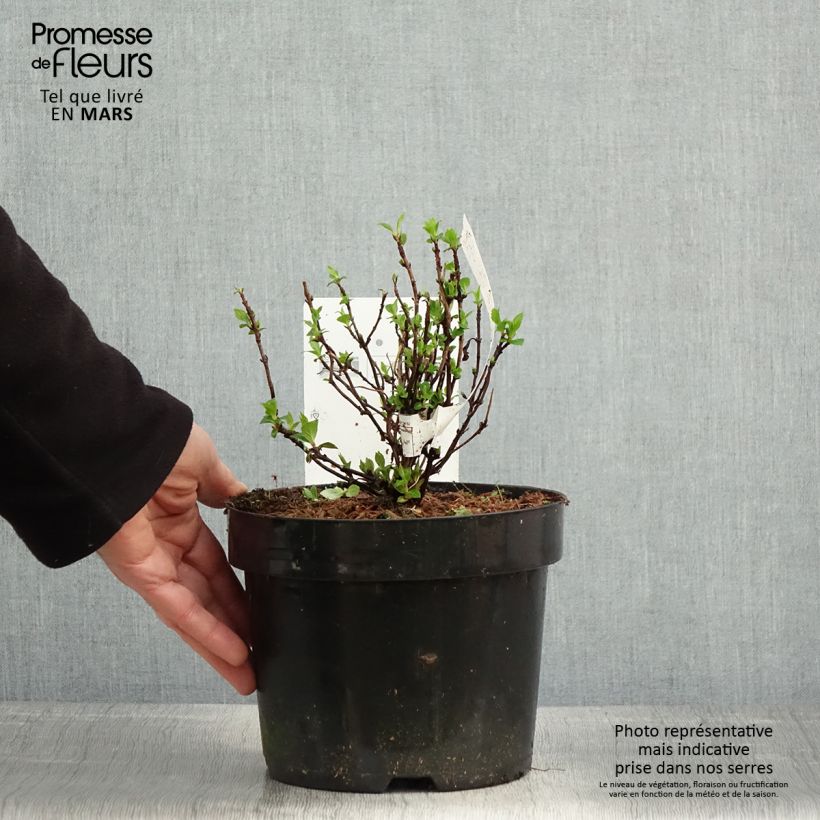 Example of Hydrangea serrata White on White - Tellerhortensie Topf mit 3L/4L as you get in printemps