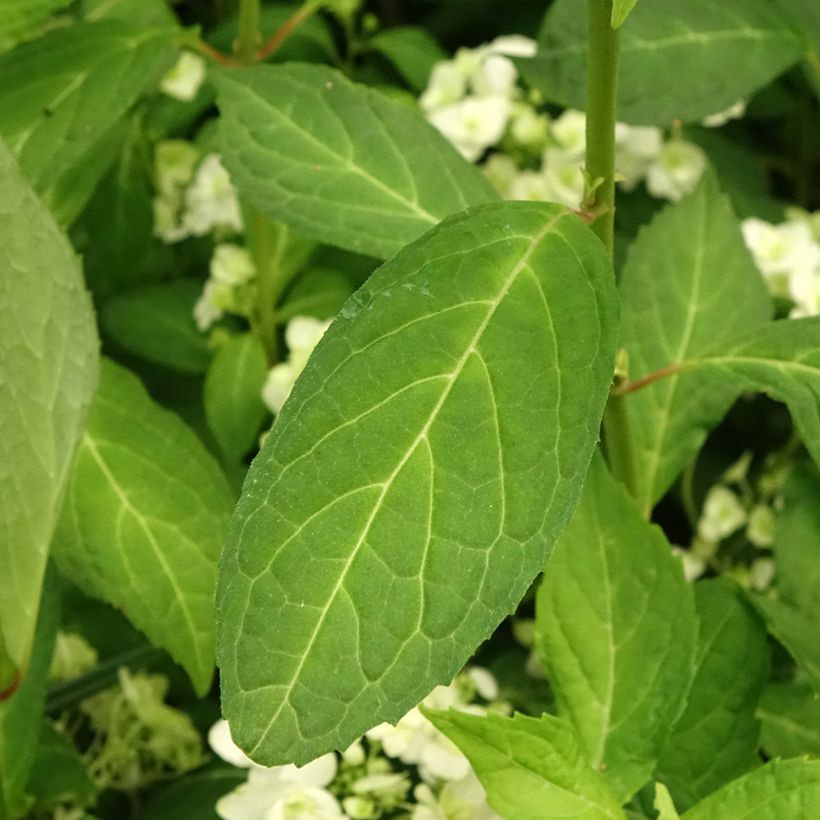 Hydrangea serrata White on White - Tellerhortensie (Foliage)