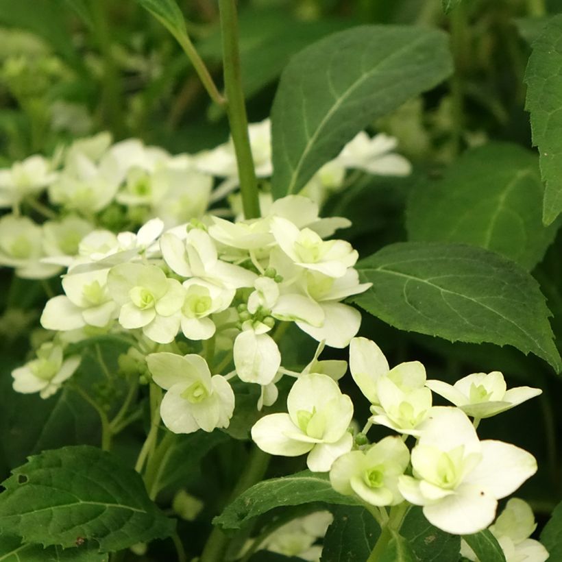Hydrangea serrata White on White - Tellerhortensie (Flowering)