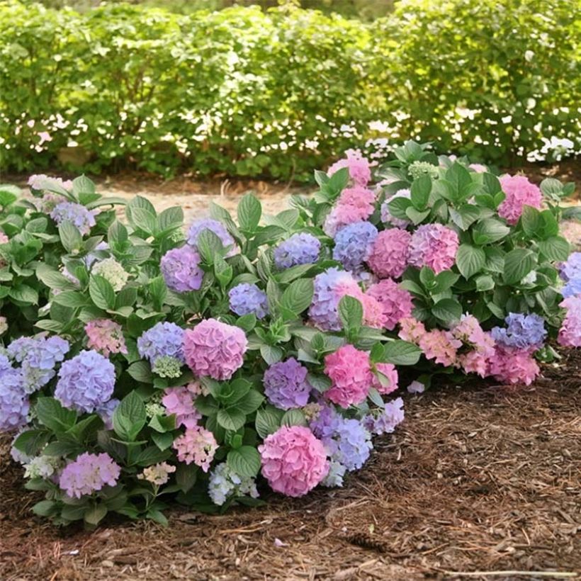 Hydrangea macrophylla L.A Dreamin - Bauernhortensie (Plant habit)