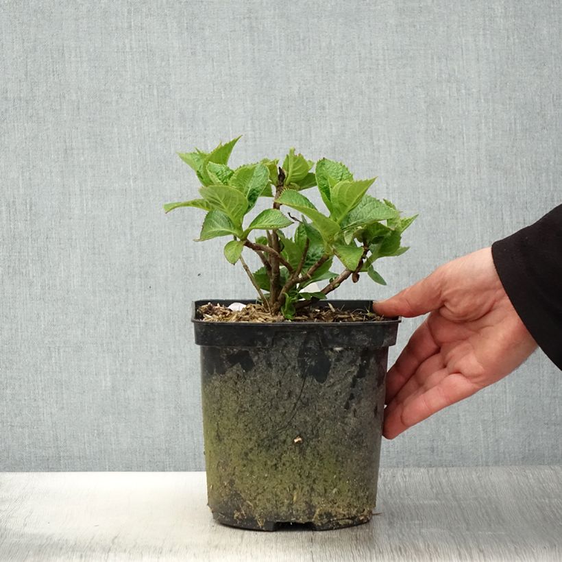 Exemplar von Hydrangea macrophylla Eughen Hahn - Bauernhortensie Topf mit 2L/3L wie im Frühjahr geliefert
