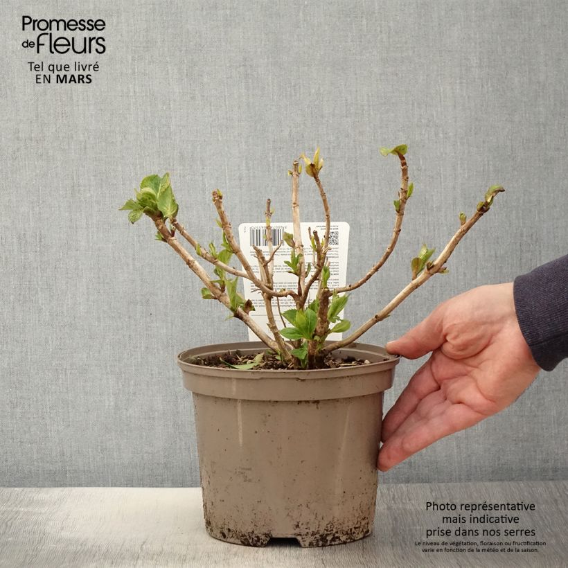 Example of Hydrangea Freudenstein - Bauernhortensie Topf mit 2L/3L as you get in printemps