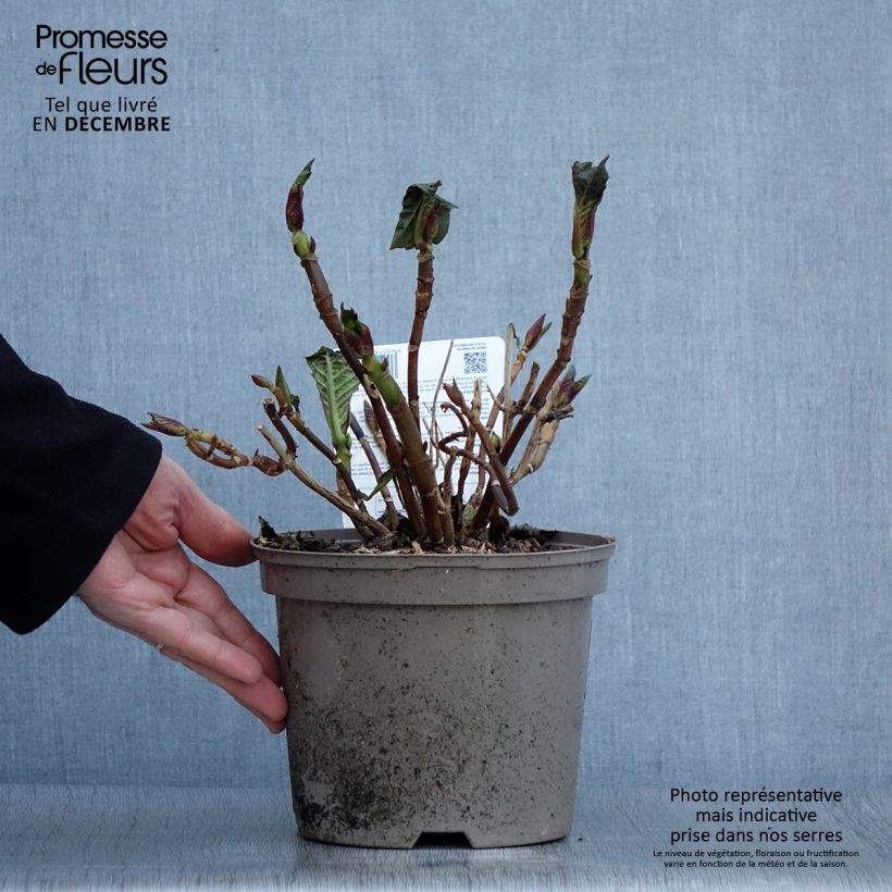 Exemplar von Hydrangea macrophylla Masja - Bauernhortensie Topf mit 2L/3L wie im Herbst geliefert