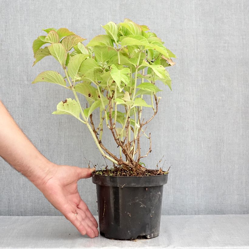 Exemplar von Hydrangea macrophylla Rotkehlchen - Bauernhortensie Topf mit 2L/3L wie im Sommer geliefert