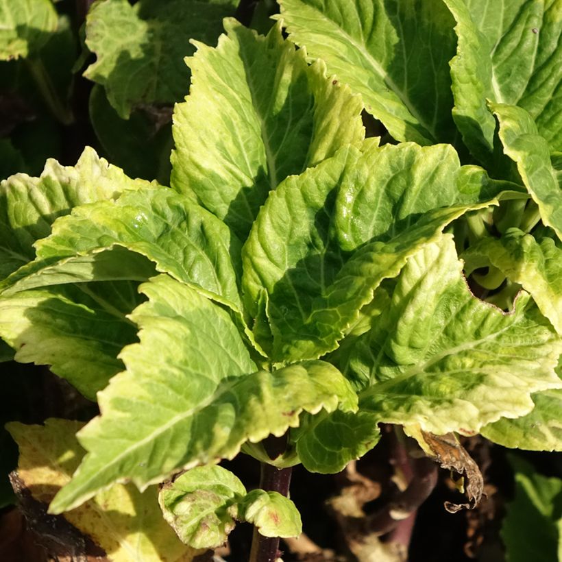 Hydrangea macrophylla So Long Aya - Bauernhortensie (Foliage)