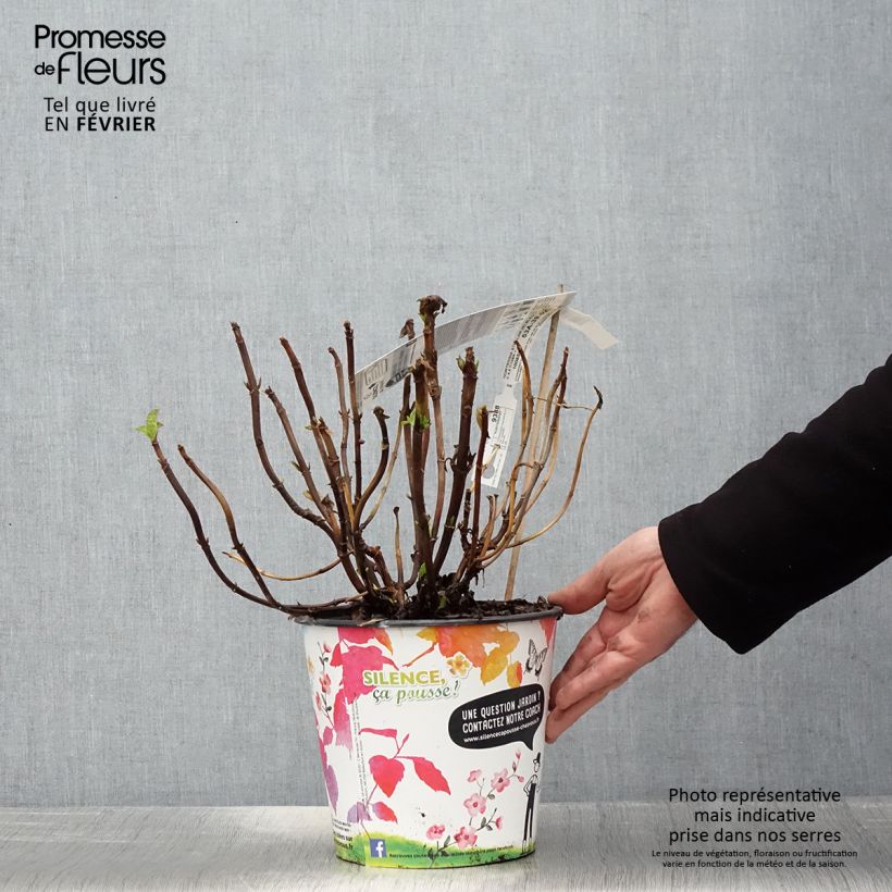 Example of Hydrangea macrophylla Stellar Blue - Bauernhortensie Topf mit 4L/5L as you get in hiver