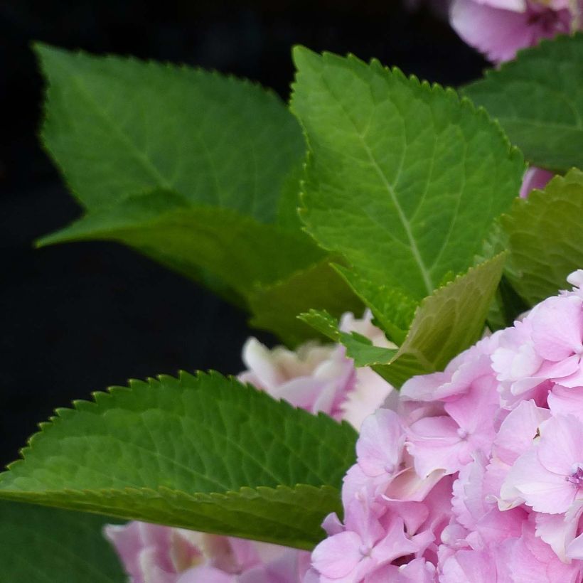 Hydrangea macrophylla Magical Harmony - Bauernhortensie (Foliage)