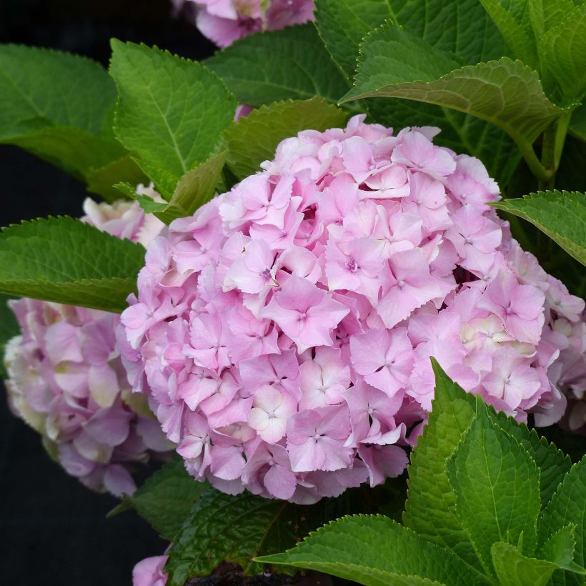 Hydrangea macrophylla Magical Harmony - Bauernhortensie (Flowering)