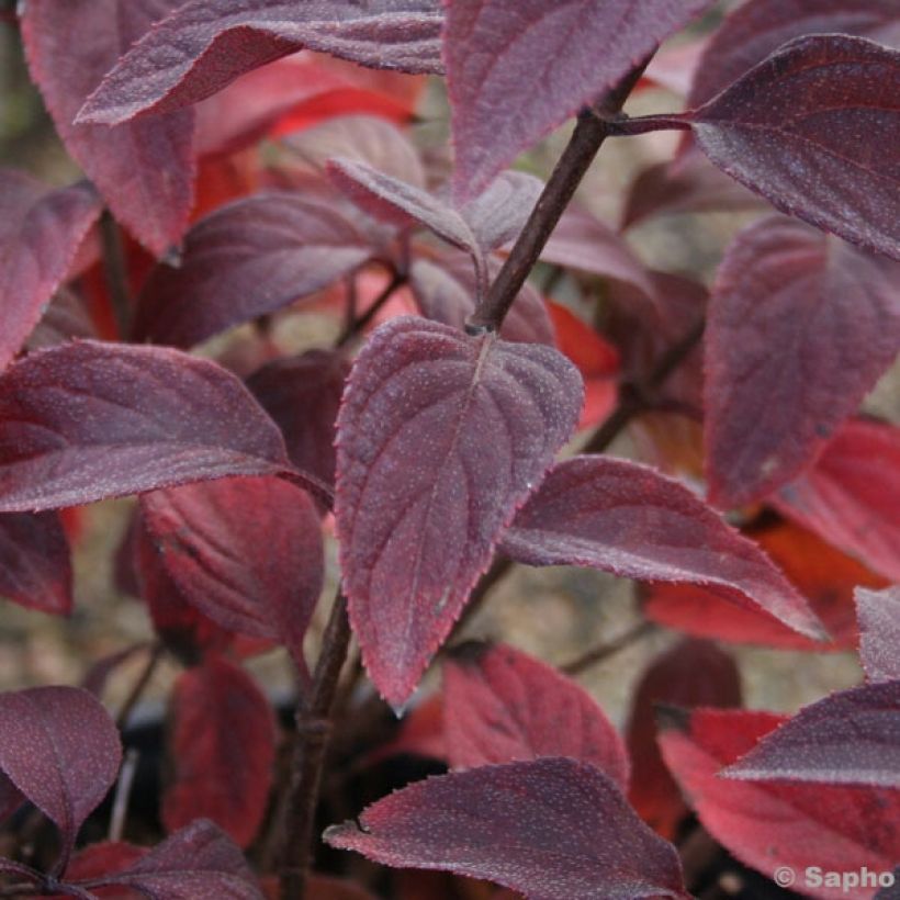 Rispenhortensie Diamant Rouge - Hydrangea paniculata (Foliage)