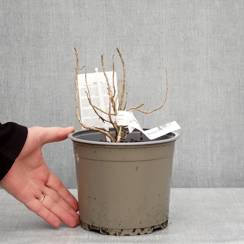Exemplar von Hydrangea paniculata Little Spooky - Hortensia paniculé Pot de 3L/4L wie im Winter geliefert