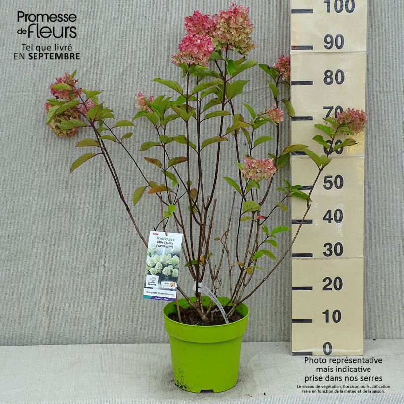 Exemplar von Rispenhortensie Little Spooky - Hydrangea paniculata Topf mit 3L/4L wie im Sommer geliefert