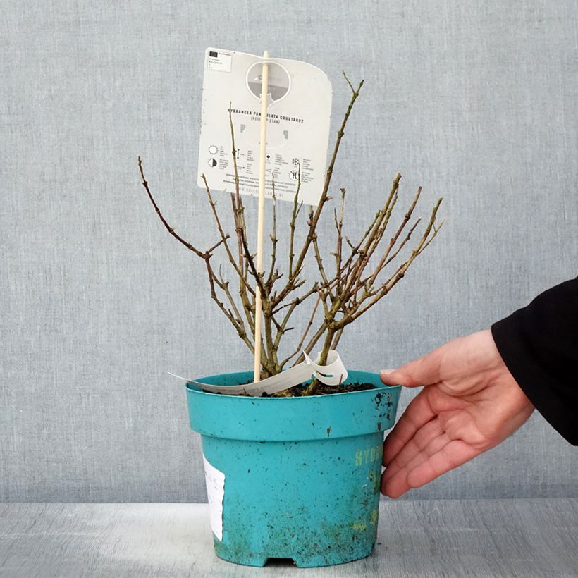 Example of Rispenhortensie Petite Star - Hydrangea paniculata Topf mit 4L/5L as you get in printemps