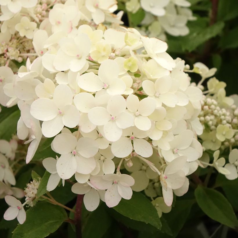 Rispenhortensie Petite Star - Hydrangea paniculata (Flowering)