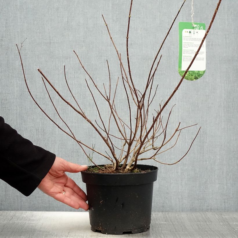 Example of Rispenhortensie Tardiva - Hydrangea paniculata Topf mit 2L/3L as you get in printemps