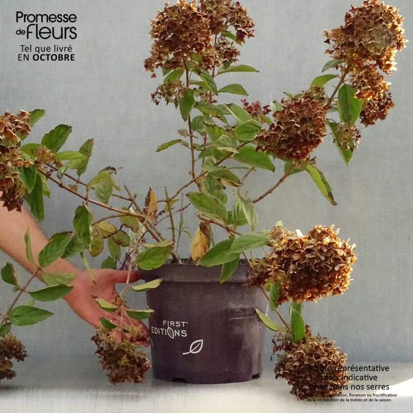 Exemplar von Hydrangea paniculata Tickled Pink - Hortensia paniculé Pot de 7,5L/10L wie im Herbst geliefert