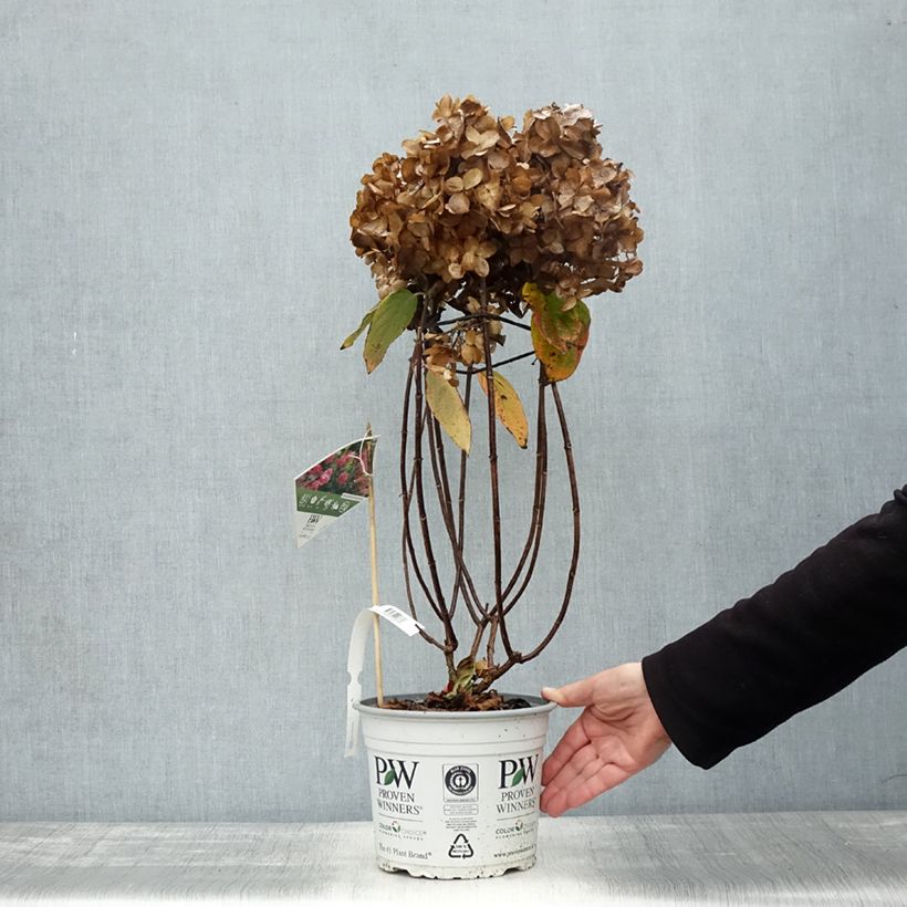 Exemplar von Hydrangea paniculata Fire Light - Hortensia paniculé Pot de 4L/5L wie im Herbst geliefert