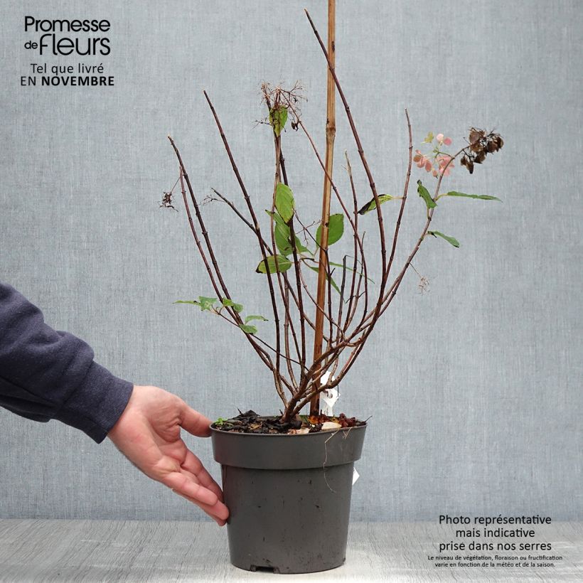 Exemplar von Rispenhortensie Little Fresco - Hydrangea paniculata Topf mit 3L/4L wie im Herbst geliefert