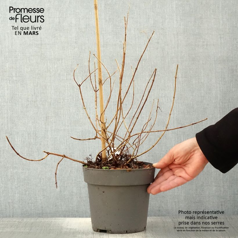 Example of Rispenhortensie Little Fresco - Hydrangea paniculata Topf mit 3L/4L as you get in printemps