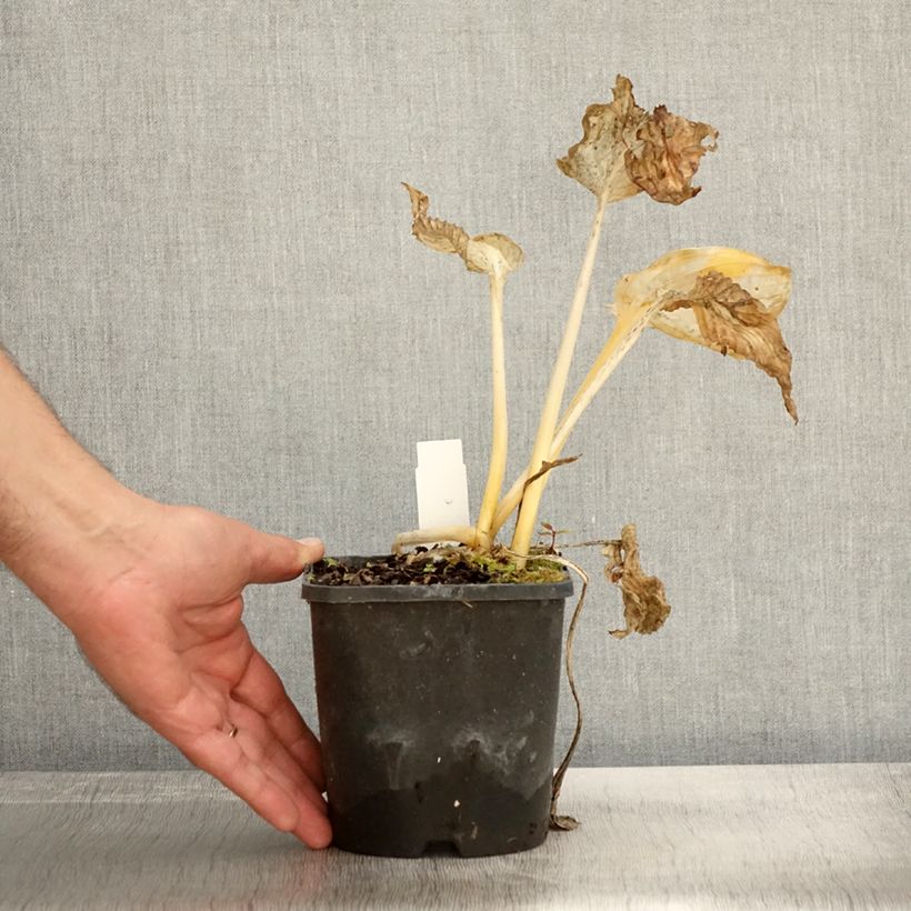 Exemplar von Hosta abiqua Drinking Gourd Pot de 1,5L/2L wie im Herbst geliefert