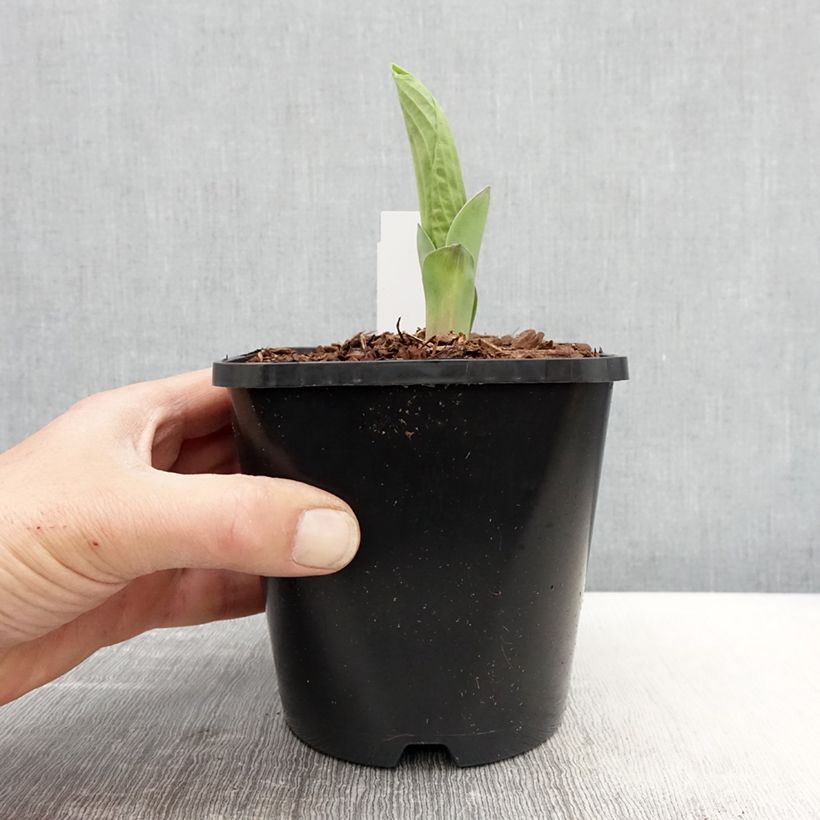 Example of Hosta Abiqua Drinking Gourd - Garten-Funkie Topf mit 1,5L/2L as you get in printemps