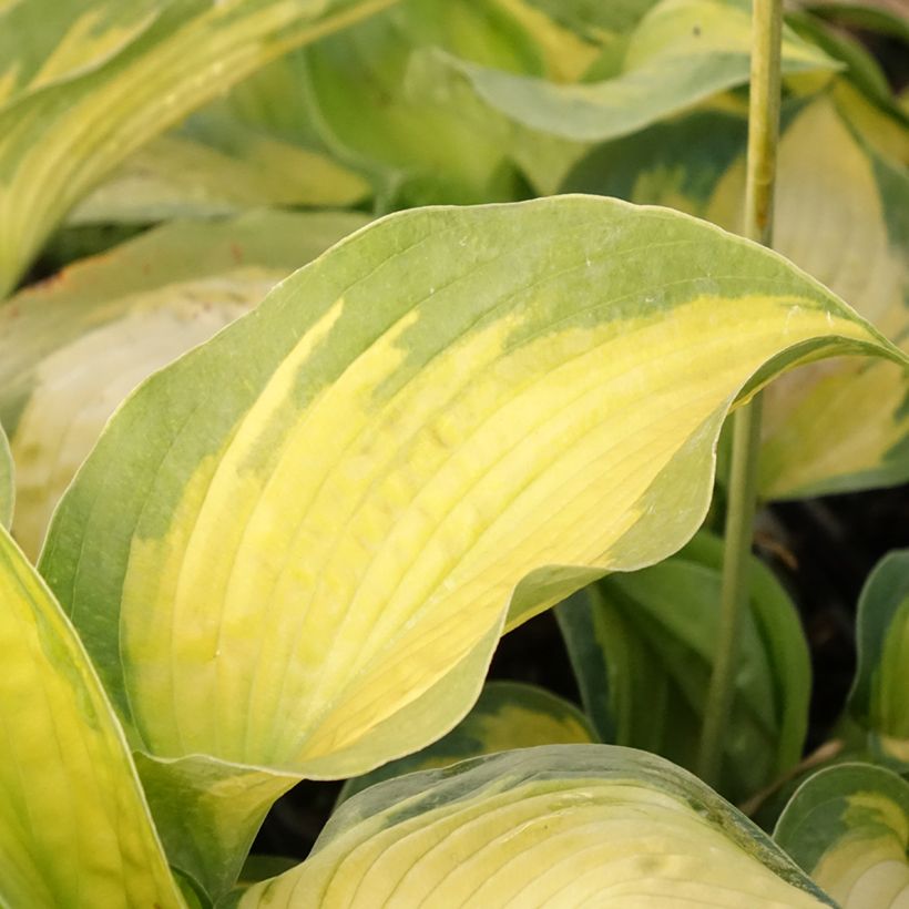 Hosta Alligator Alley - Garten-Funkie (Foliage)