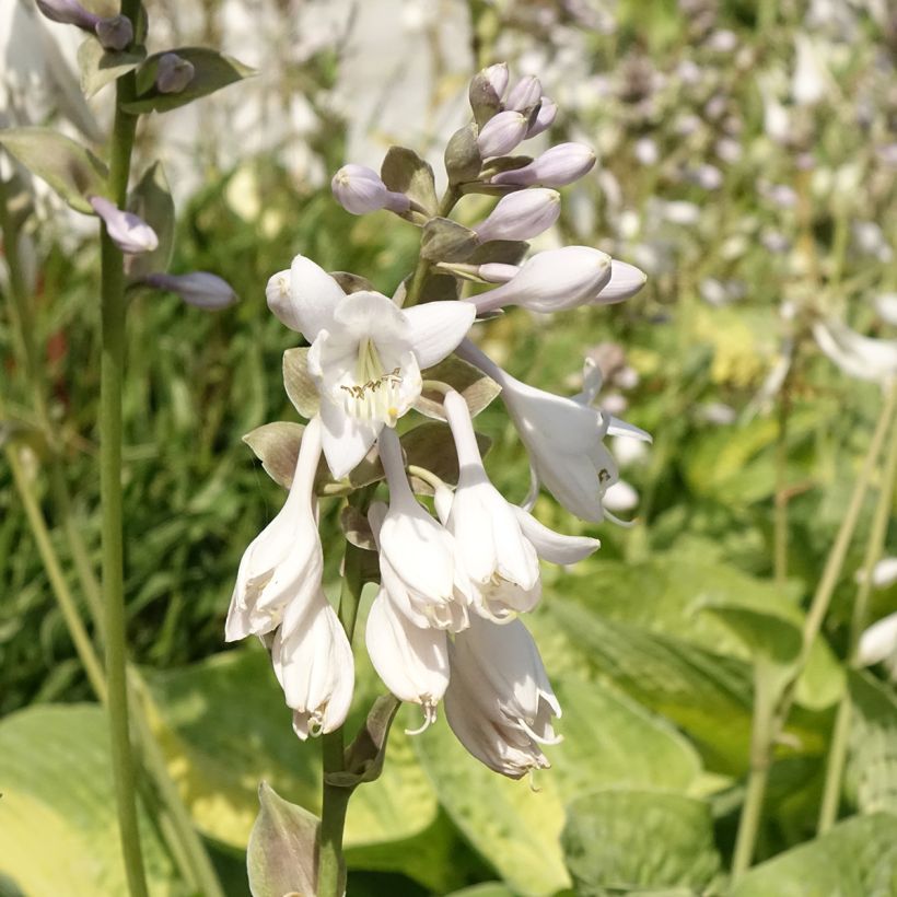 Hosta Alligator Alley - Garten-Funkie (Flowering)
