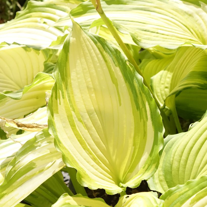 Hosta Amalia - Garten-Funkie (Laub)