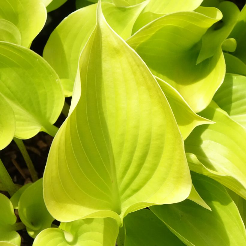 Hosta Appletini - Garten-Funkie (Laub)