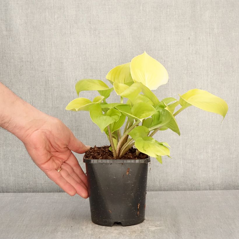 Exemplar von Hosta Appletini - Garten-Funkie Topf mit 1,5L/2L wie im Frühjahr geliefert