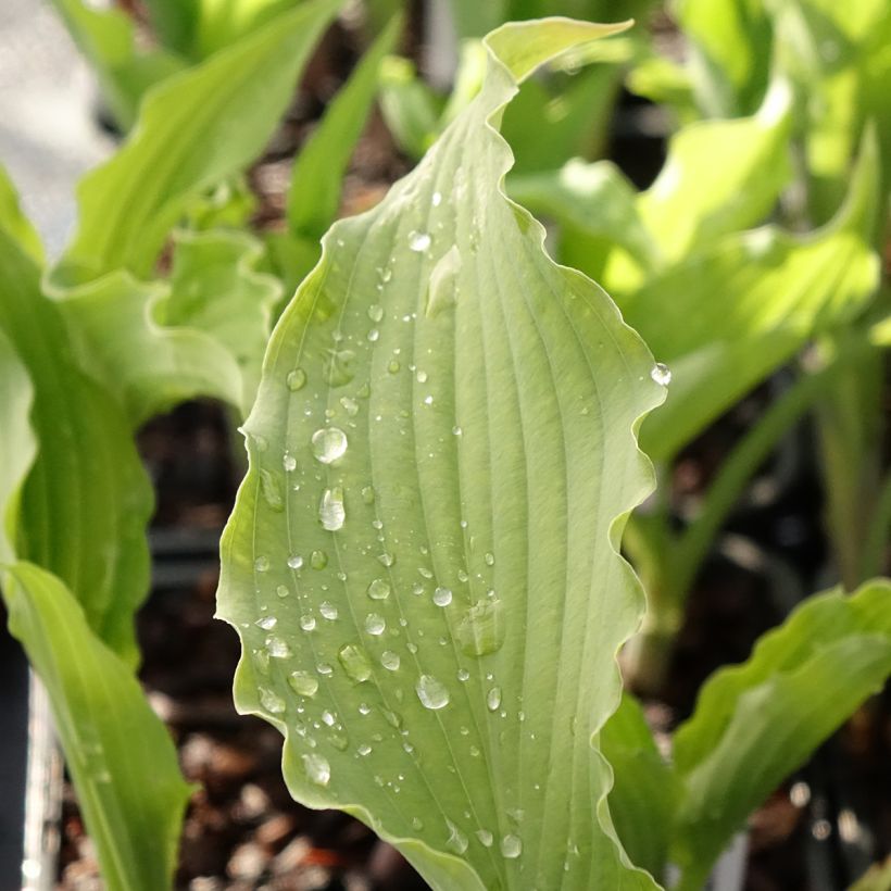 Hosta Atomic Elvis - Garten-Funkie (Laub)